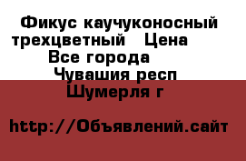 Фикус каучуконосный трехцветный › Цена ­ 500 - Все города  »    . Чувашия респ.,Шумерля г.